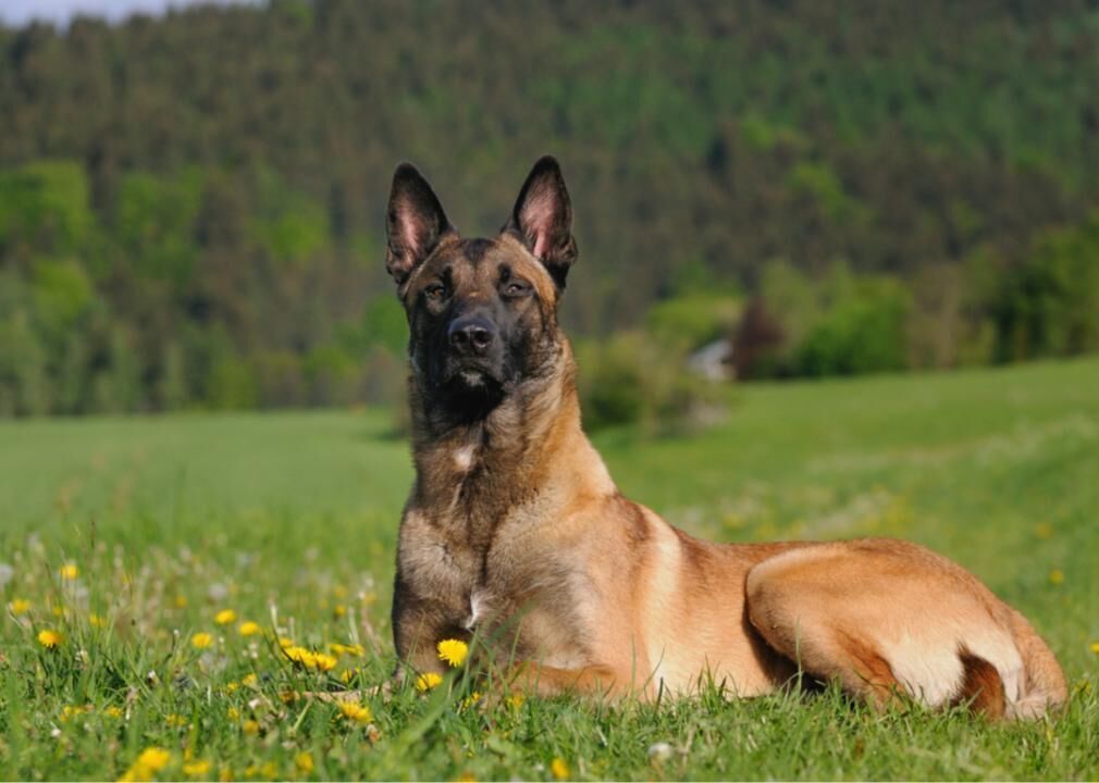 #16. Belgian Malinois